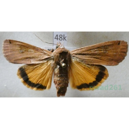 Noctua pronuba (Linnaeus, 1758) Rolnica tasiemka Czech48k